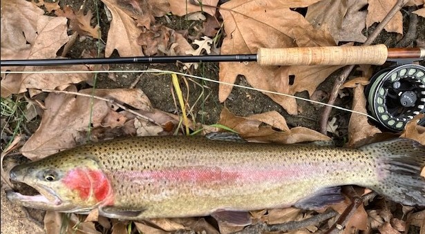 Perfecting Your Presentation: Fly Fishing in the North Yuba Watershed
