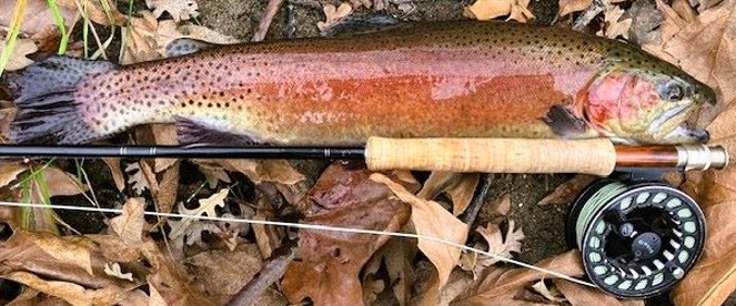 Trout FRD Ejec tion Rod Micro player 1.5 Sections Travel Spinning