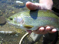 Trout from the Kern